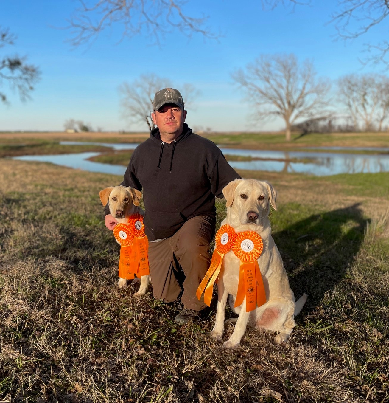 Trainer kneeling with two yellow Labradors wearing hunt test ribbons
