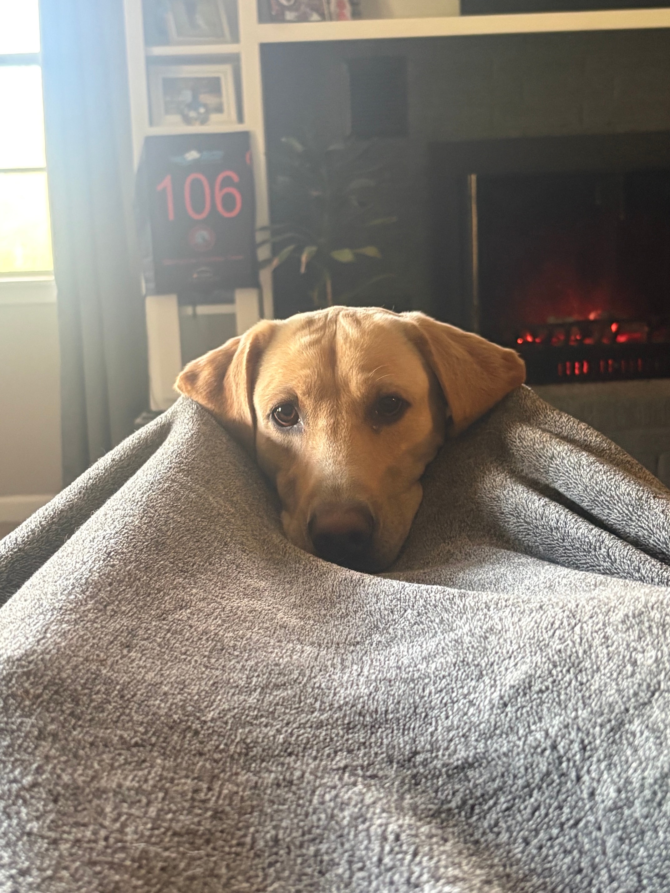 Yellow Labrador puppy peeking out from blanket