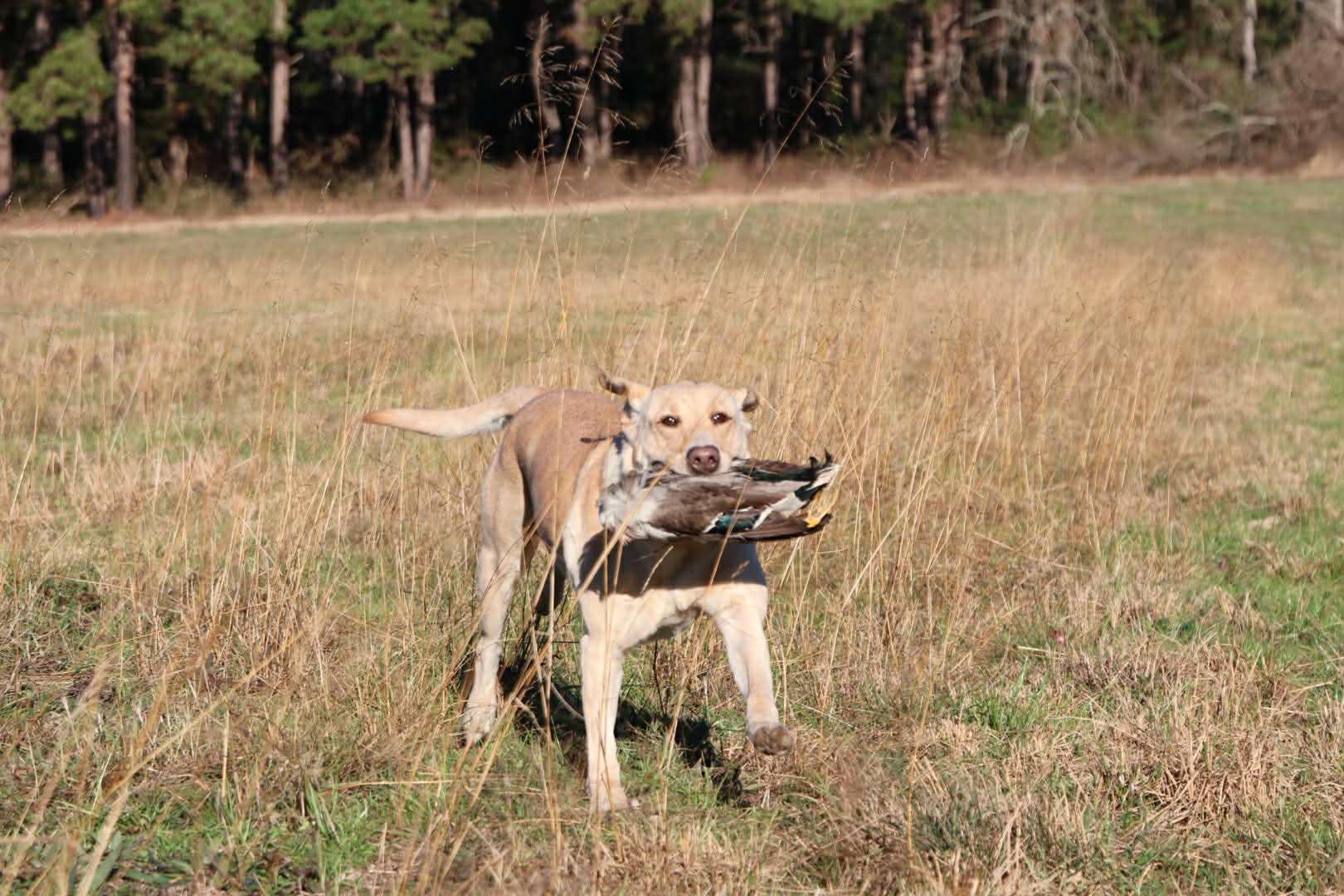 Yellow Labrador retrieving mallard duck in field