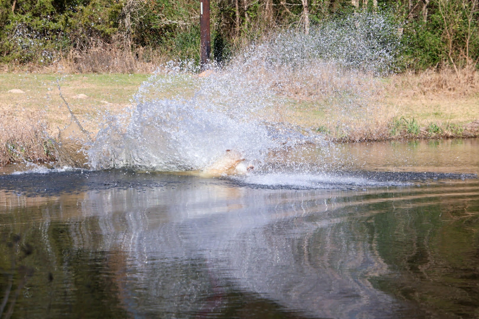 Yellow Labrador explosive water entry splash