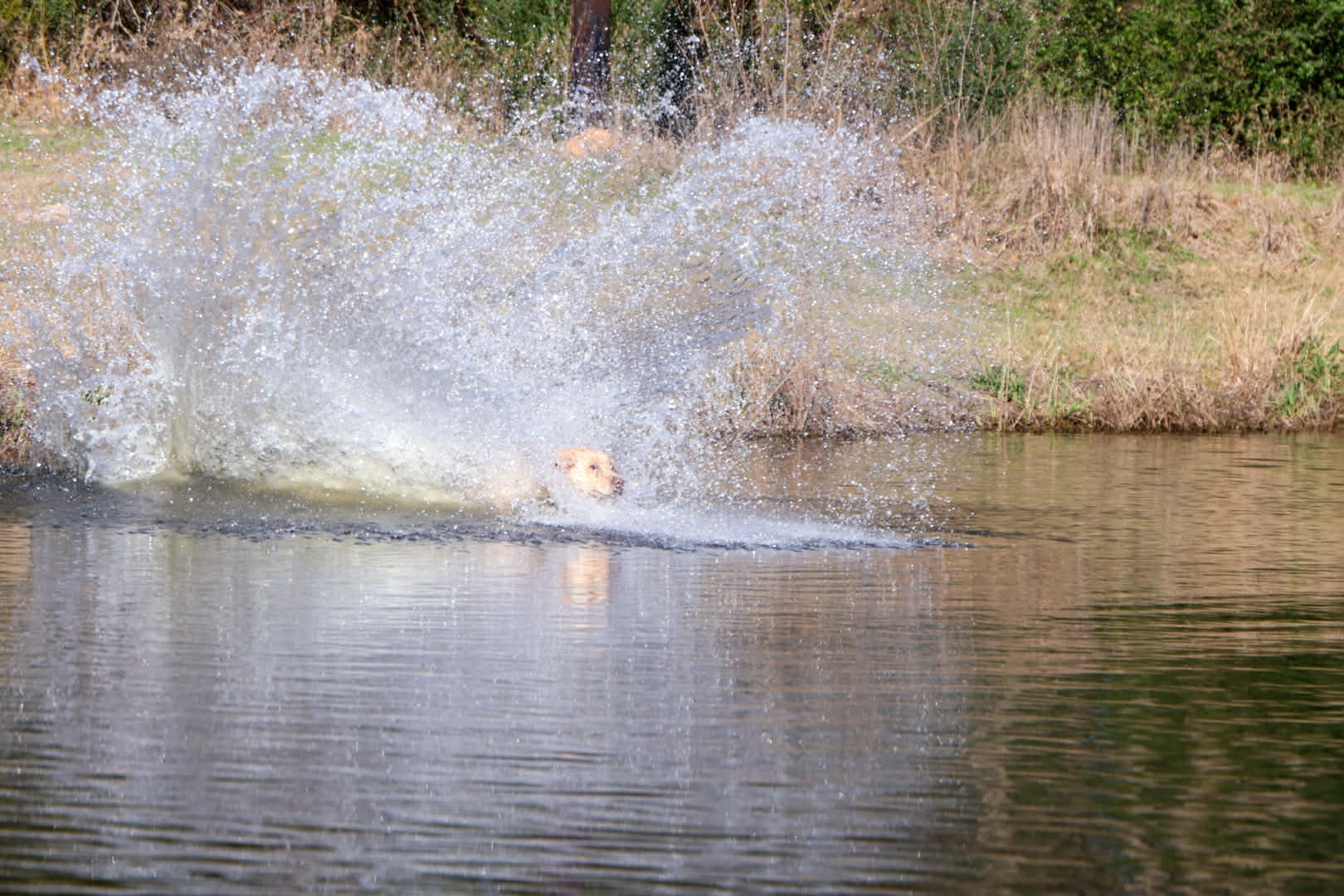 Yellow Labrador swimming through water splash