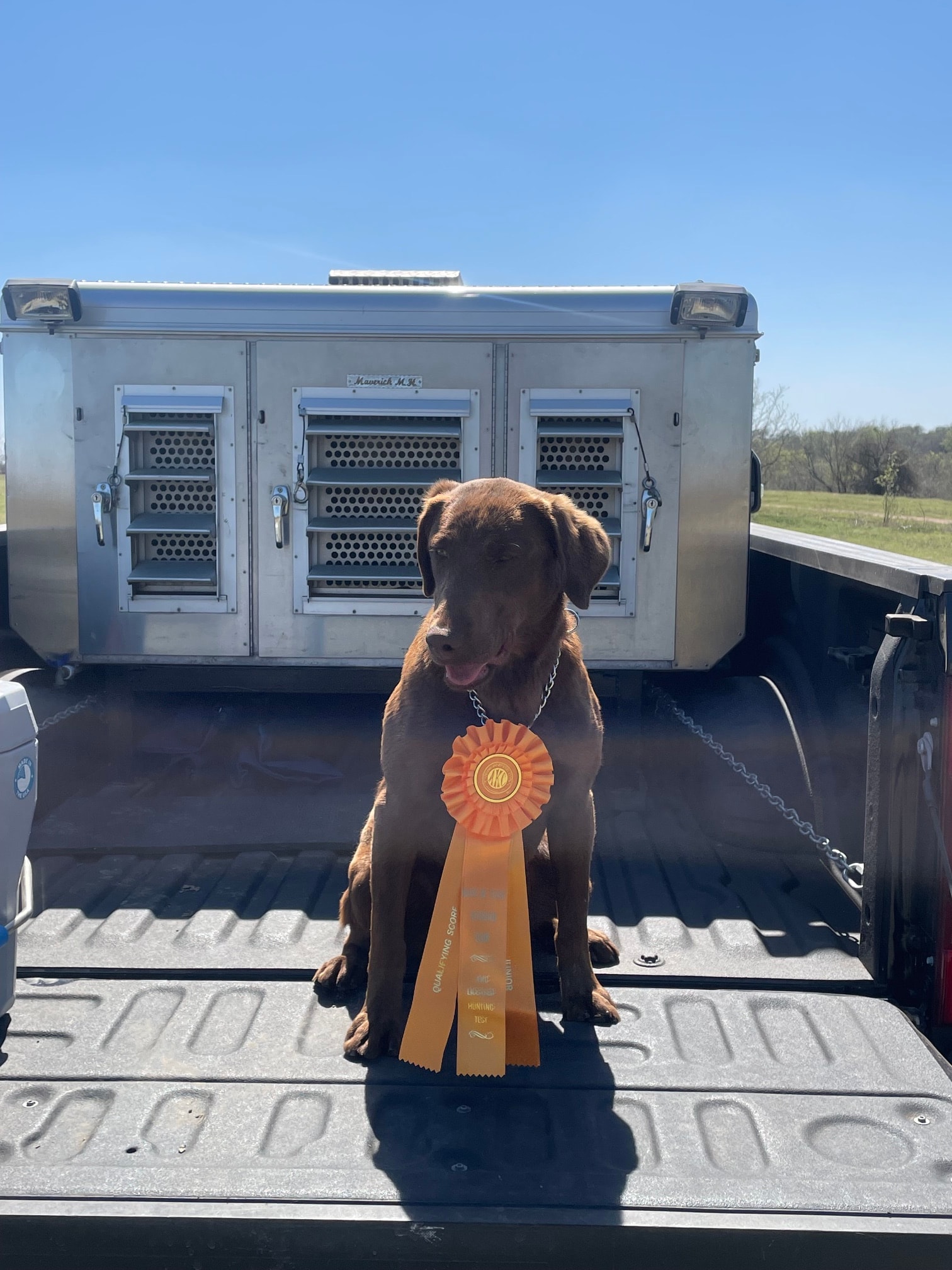 Chocolate Labrador with qualifying ribbon in truck bed