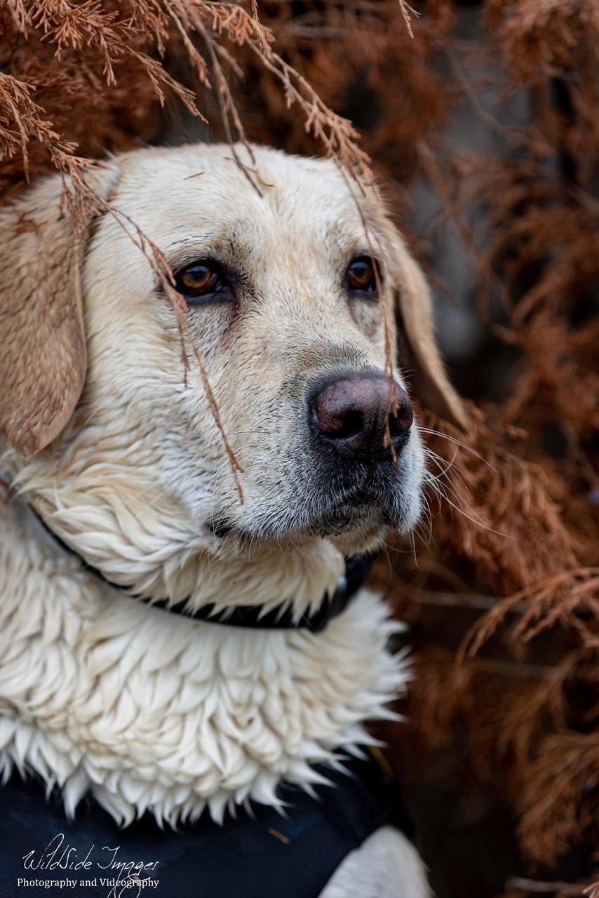 Yellow Labrador portrait in autumn brush