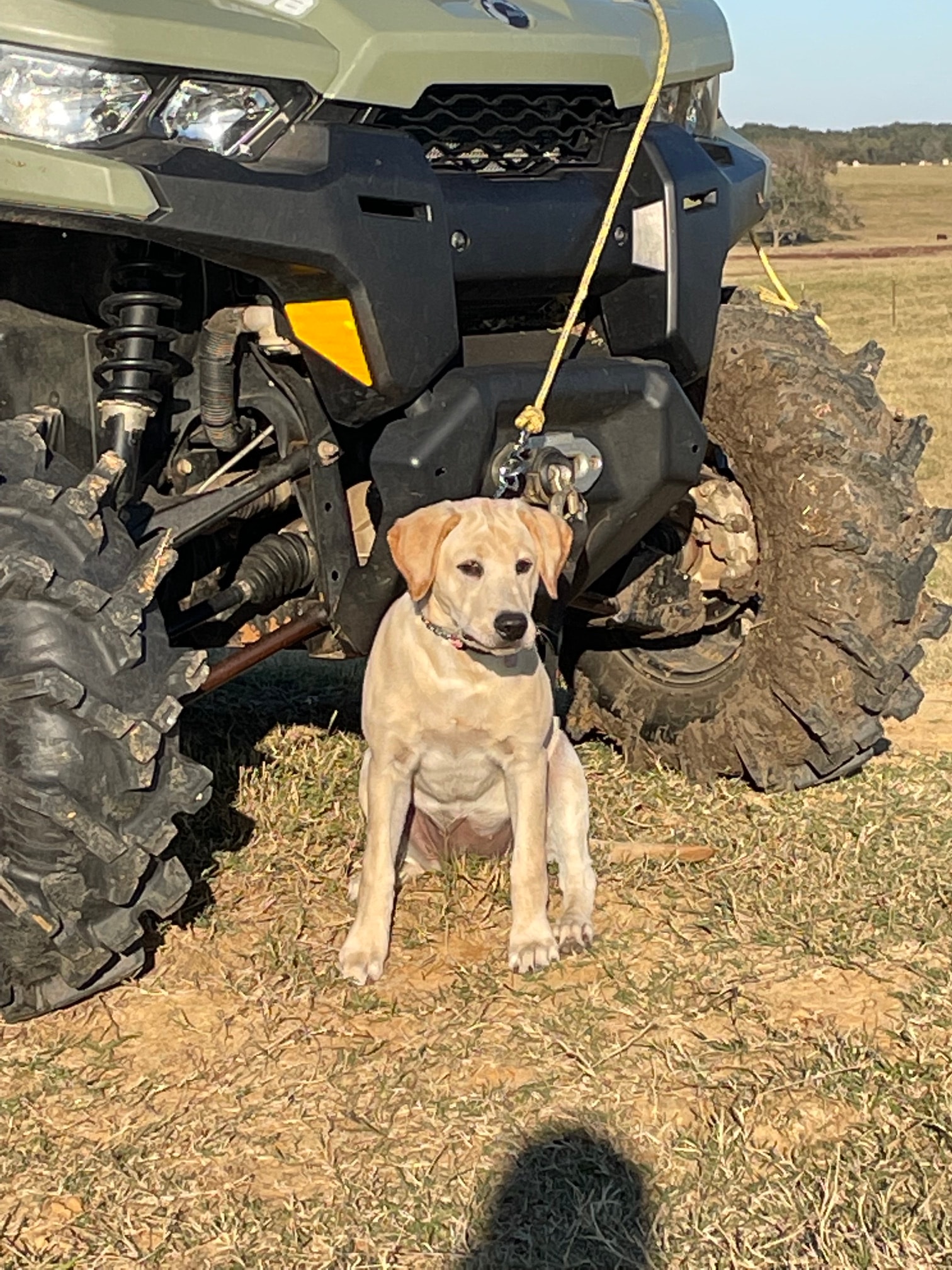 Yellow Labrador puppy on ATV in field