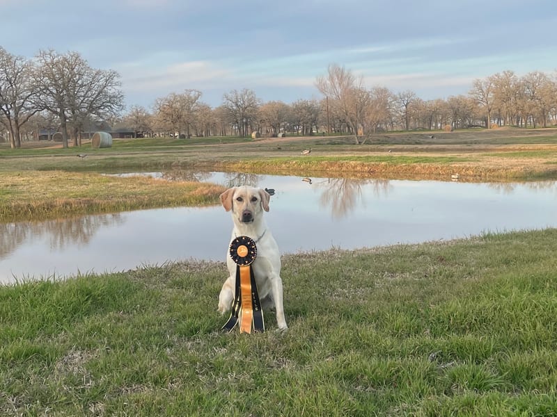 Yellow Labrador with hunt test ribbon in field