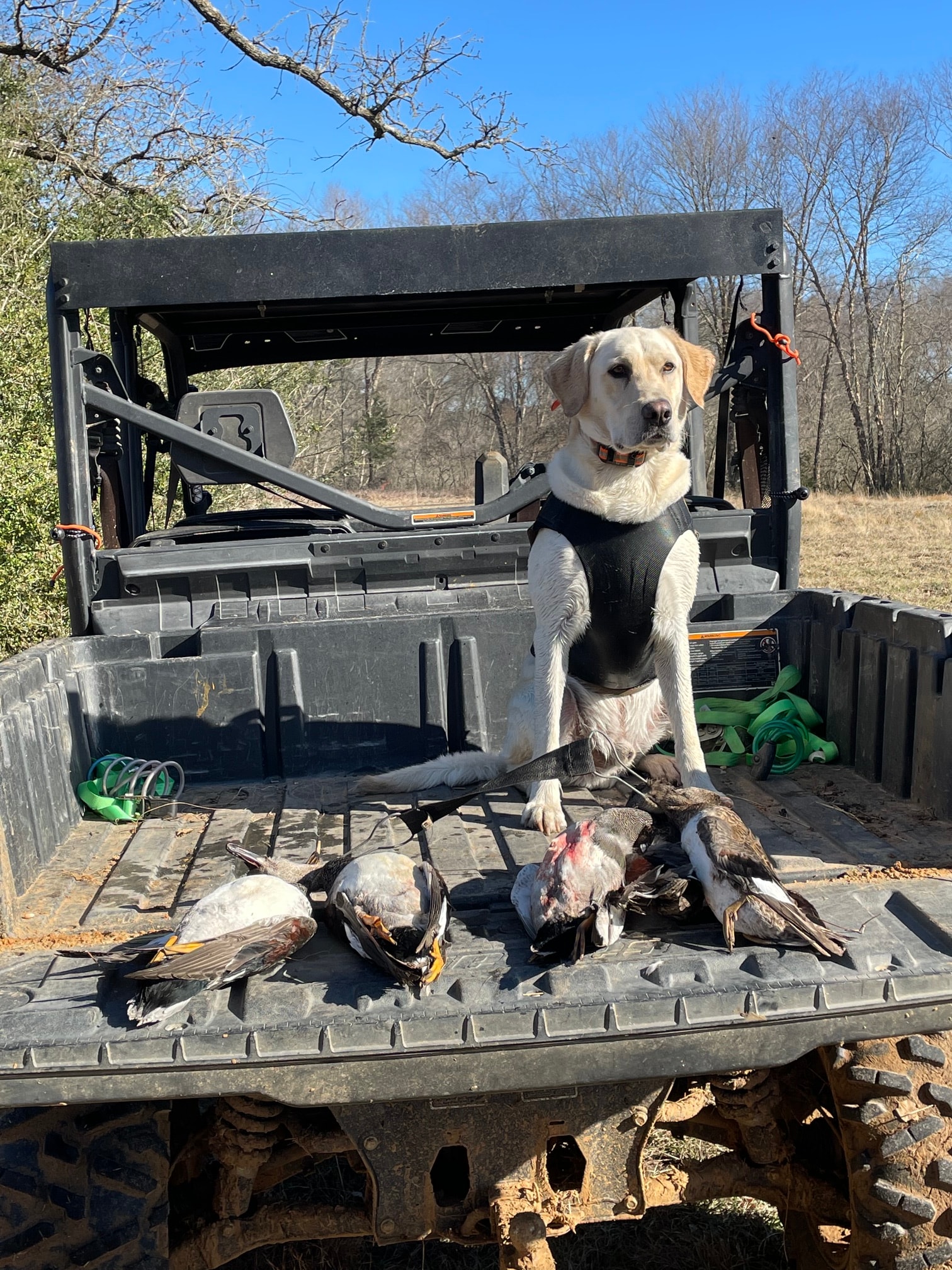 White Labrador with duck harvest on UTV