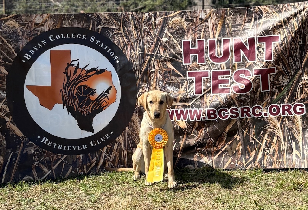 Yellow Labrador with gold ribbon at Bryan College Station Hunt Test