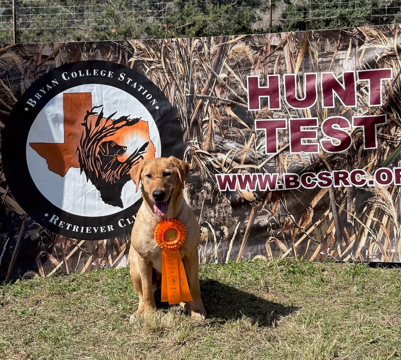 Yellow Labrador with orange ribbon at Bryan College Station Hunt Test