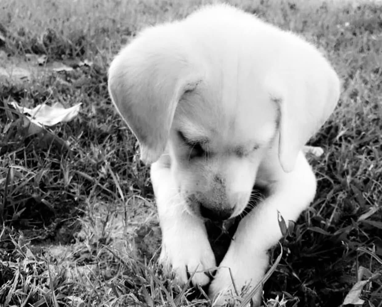 Yellow Labrador running through field