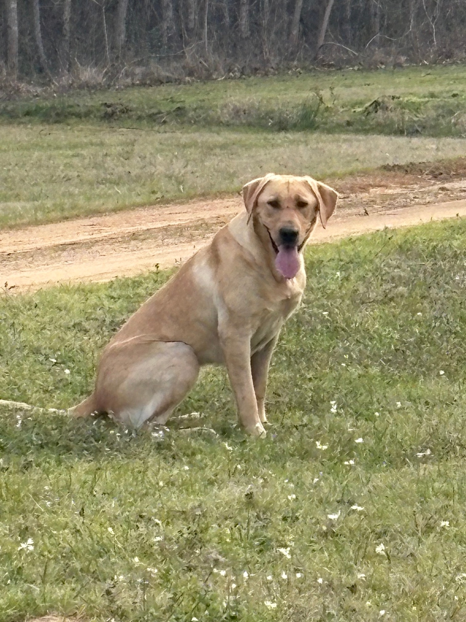 Yellow Labrador peeking out of camo blind bag on water