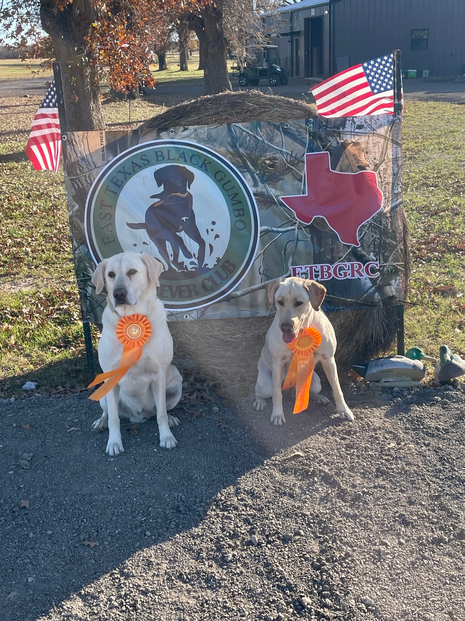 Two yellow Labradors with orange ribbons at East Texas Black Gumbo Retriever Club