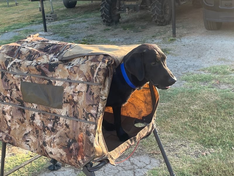 Black Labrador in camo blind bag