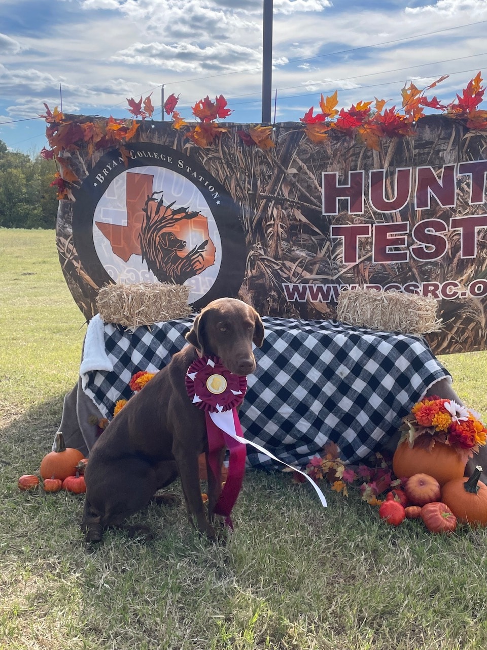 Chocolate Labrador puppy with ribbon at Bryan College Station Hunt Test