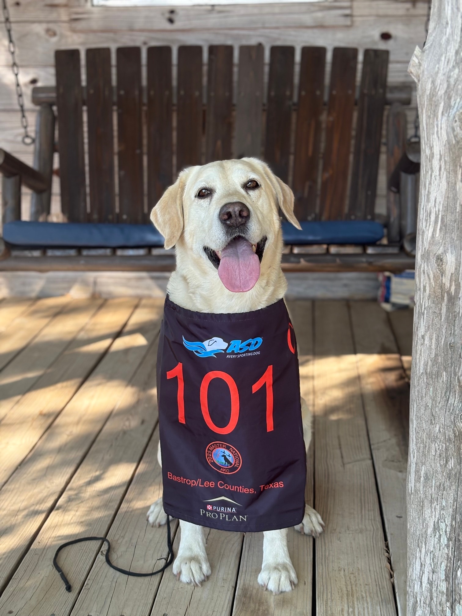 Yellow Labrador wearing AKC Master National vest number 101 — Bastrop/Lee Counties Texas