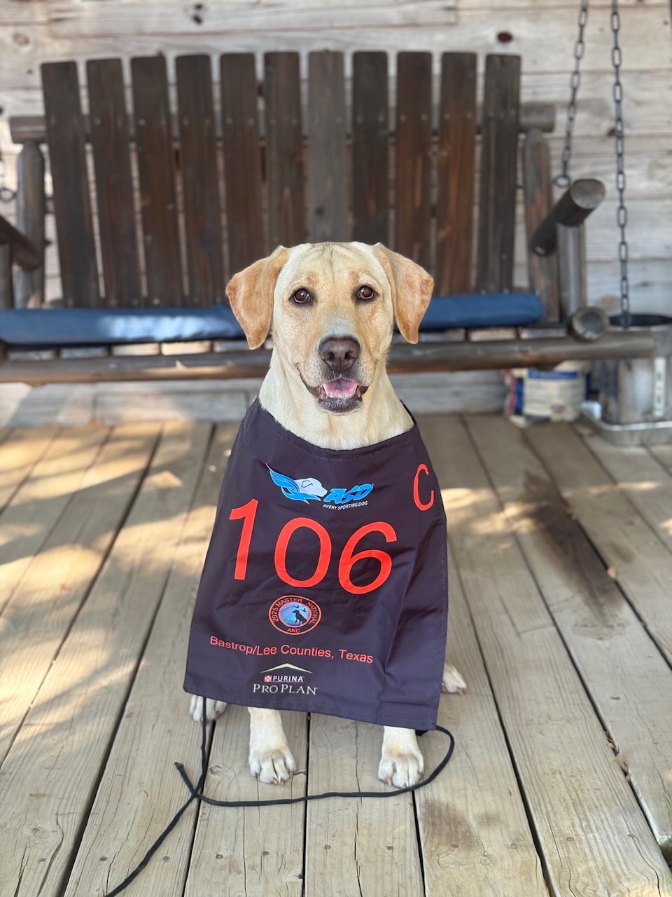 Yellow Labrador wearing AKC Master National vest number 106 — Bastrop/Lee Counties Texas