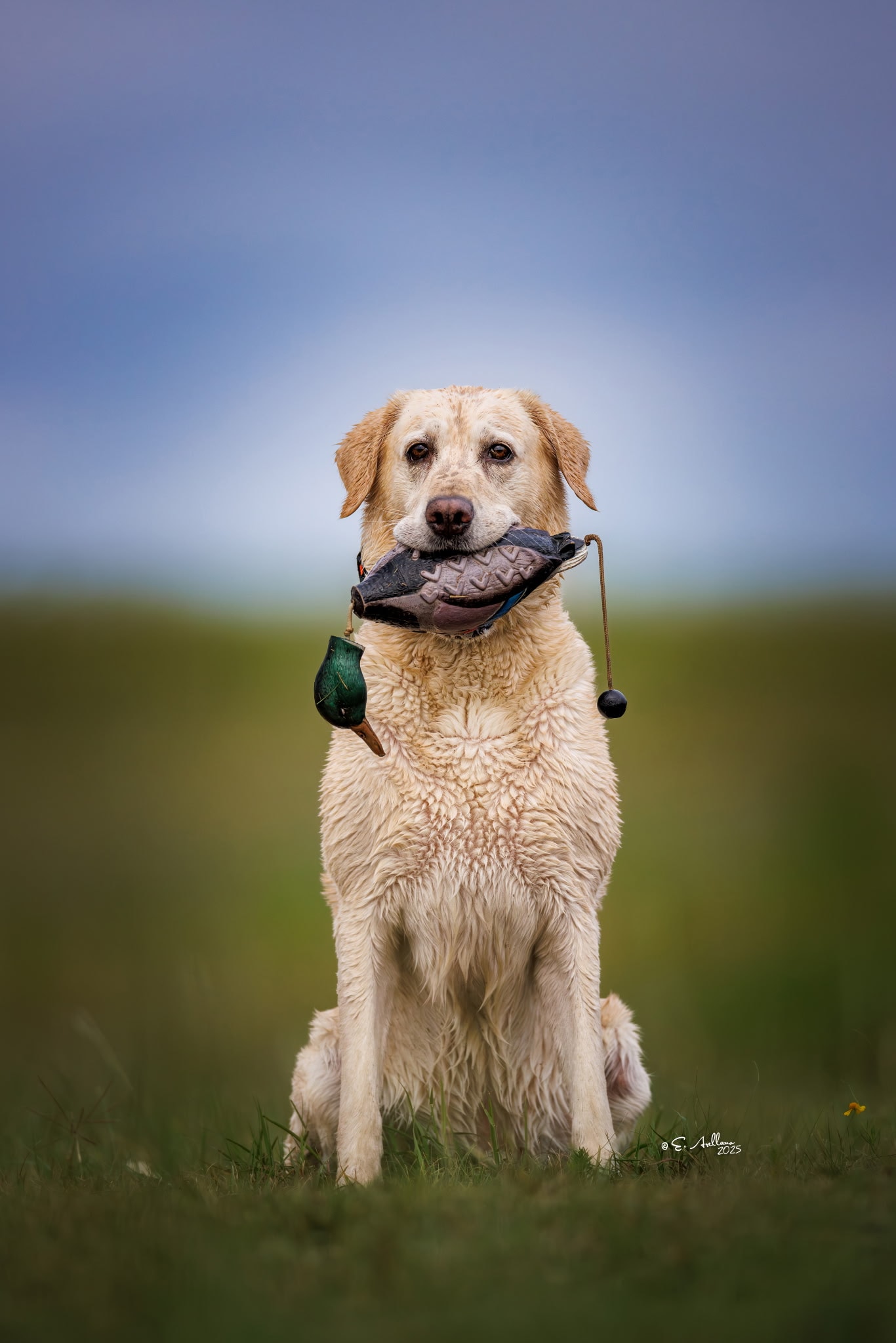 Yellow Labrador holding duck decoy in field — professional portrait