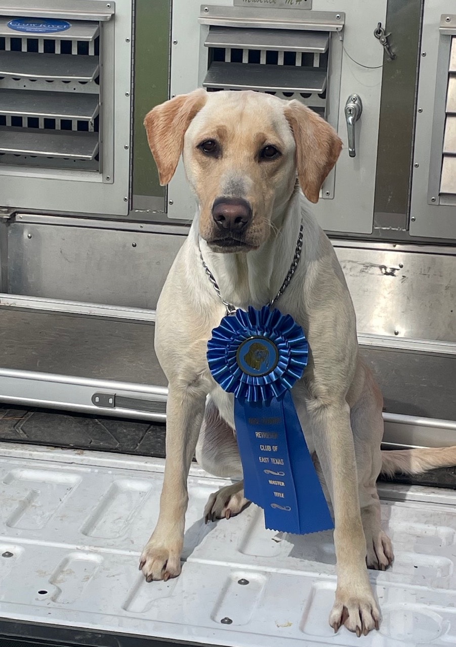 Yellow Labrador with blue Master Title ribbon from Retriever Club of East Texas