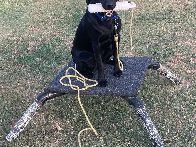 Black Labrador on place board holding bumper