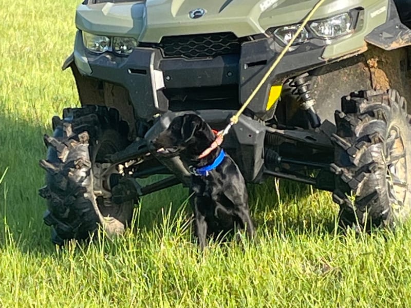 Dog on leash in training