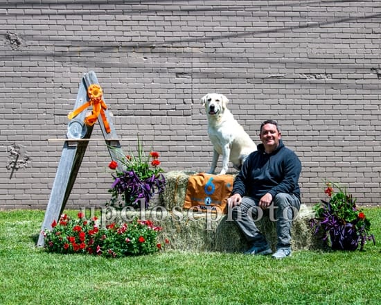 Trainer with white Labrador on hay bale at competition