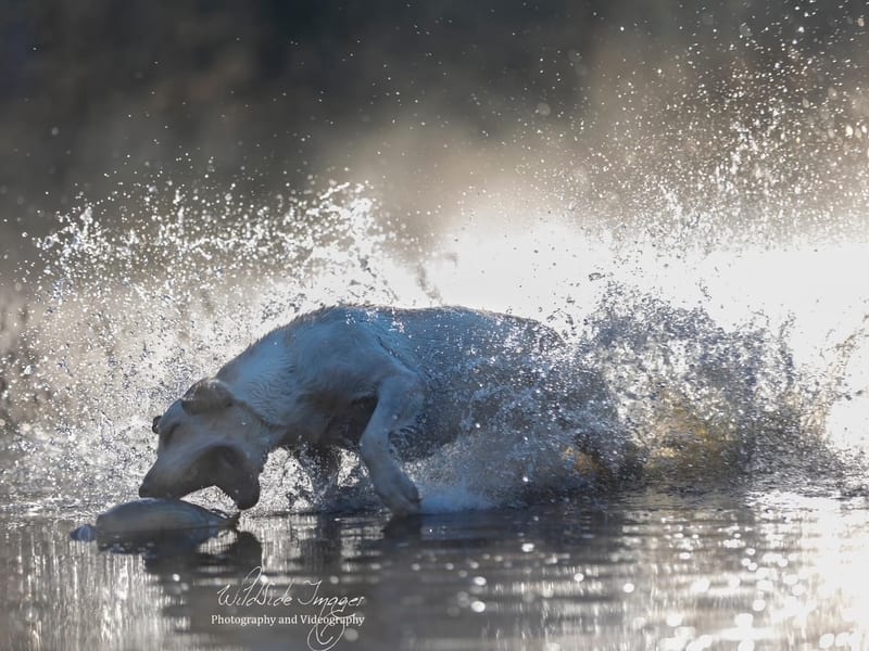 White Labrador exploding into water retrieve