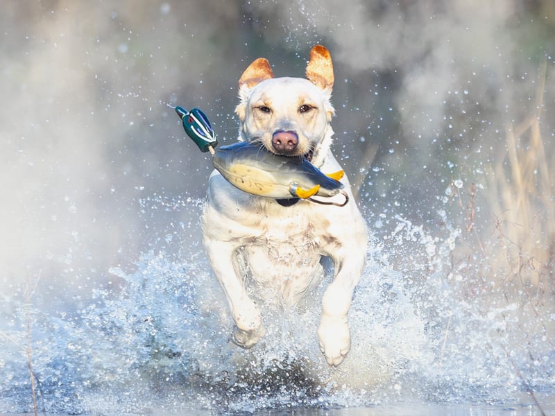 Yellow Labrador running through water with duck decoy