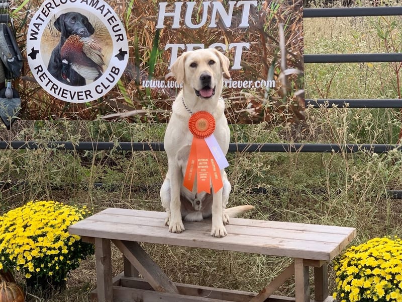 Advanced hunt test retriever training