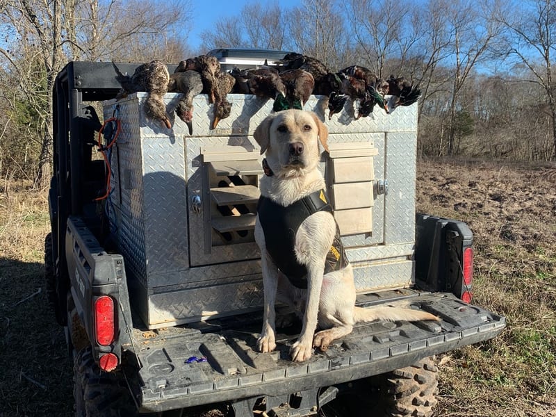 Labrador retriever gun dog training in the field