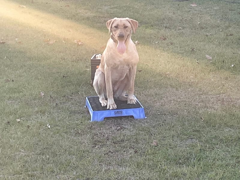 Dog obedience training with professional handler