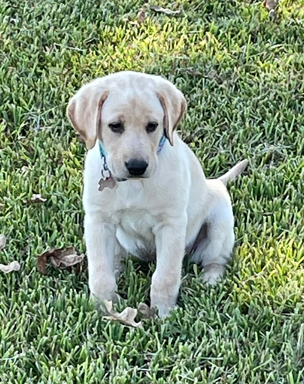 Retriever puppy training program